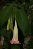 Brugmansia suaveolens 'Pink Beauty' RCP9-09 055.jpg